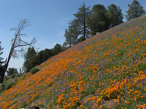 Figueroa Mountain poopies and lupine.