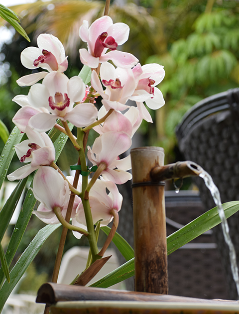 Cymbidium