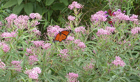 butterfly in milkweed
