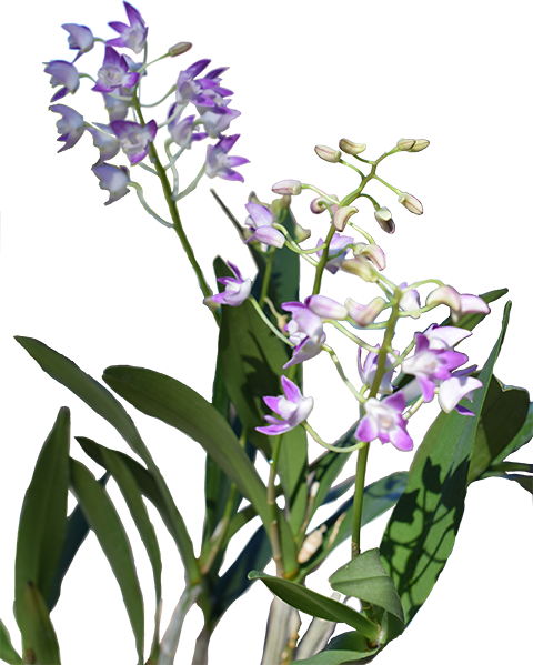 Dendrobium