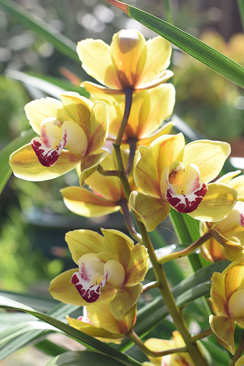 Yellow-green with magenta tongue cymbidium