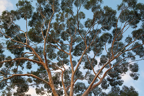 Eucalyptus canopy