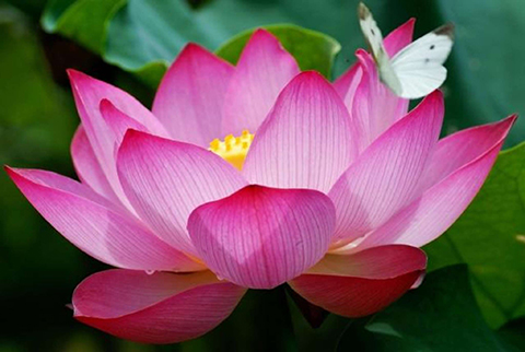 Lotus flower with butterfly